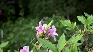 Slow Motion of insects pollinate. Bumblebee pollinating beautiful flowers. Close-up Bumble-Bee on blossom collects nectar. Amazing nature scene humble-bee with blooming in spring at Taipei. Taiwan-Dan