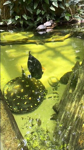 Rainforest Pyramid at Moody Gardens in Galveston Texas #Rainforest #galvestontx #travel
