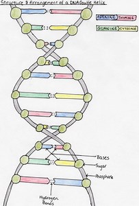 DNA Structure and Arrangement
