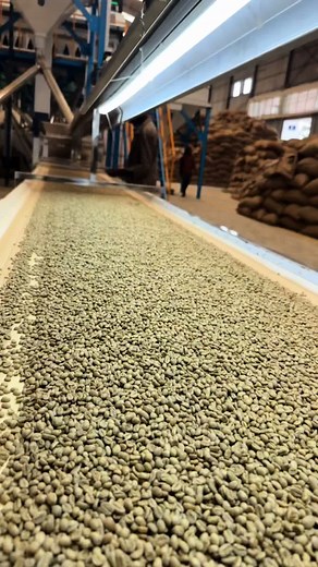 Exporting excellence, one bean at a time. ✈️☕ #LayodachaExports #GujiCoffee #EthiopianExport #foryoupage