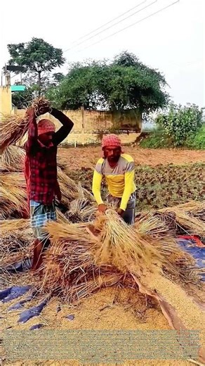 The Threshing Board: How Repeated Impact Frees the Grain