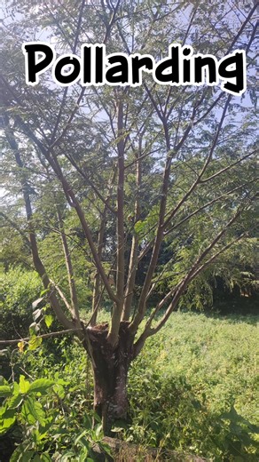 Why Pollarding? #Pollarding #Forestry #Agroforestry #FodderTrees #TreeManagement #NepalForestry