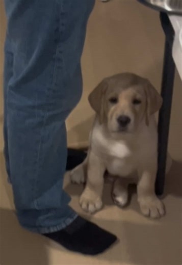 Feeding a 10-Week-Old English Lab the Best Raw Diet