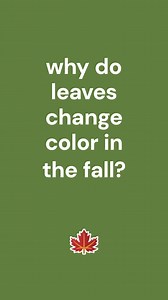 Unlock the mystery of Minnesota's stunning fall hues with us! 🍁🍂 Why do leaves turn from summery green to fiery red, golden yellow, and more? Learn the science behind these vibrant colors with Afton State Park naturalist Linda Radimecky 👩‍🏫 Stay tuned for weekly Fall Color Reports here on Facebook and on our Instagram and in our Fall Colors Newsletter (mndnr.gov/fallcolors). Minnesota's fall adventure awaits you! 🎒🗺️ #OnlyinMN #MnStateParks #ExploreMN #MN #fallcolors | Minnesota State Park