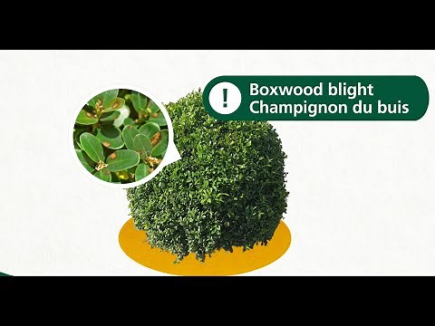 TOPBUXUS Boxwood Restore & Protect Mix - Boxwood Blight Solution