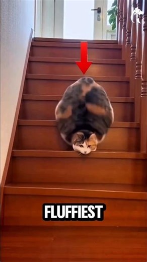 Fluffiest Cat Breeds Ever 😻 (Cloud-Like Cats!)