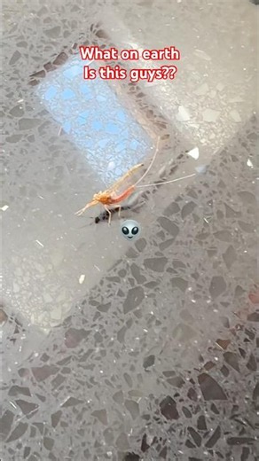 Alien-Looking Bug flew in from My Bedfordshire Garden 👽