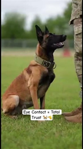 Discipline in Motion: MWD Obedience Training #army #army #k9unit
