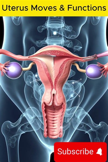 How the Uterus Moves & Functions in Real Life 🩺 | Female Reproductive System 3D Animation #anotomy