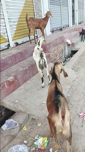 Goat Mating Process | Goat Farming Basics