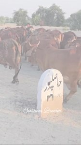 Cholistani Cows Jaluka Tribe! #cholistanibreeder #cholistanicow #dairyfarmingpakistan #usmangill #punjab | Cholistani Breeder