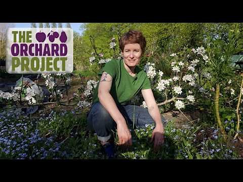 Why is acclaimed gardener and author, Alys Fowler, supporting The Orchard Project?