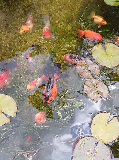 Discover Beautiful Fancy Goldfish for Your Pond