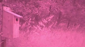 36K views · 1.1K reactions | Here's some potato-quality video footage...