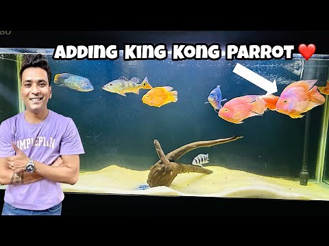 King Kong Parrot Fish | Huge Parrot Fish | Adding King Kong Parrot to 5 Feet Aquarium