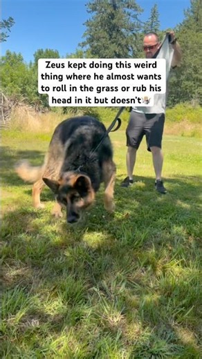 Zeus almost got wants to roll in something but for some reason never does🤷🏼