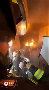 W dog #viral #helpmemakethismakesense #puppy #dog #dogsavior