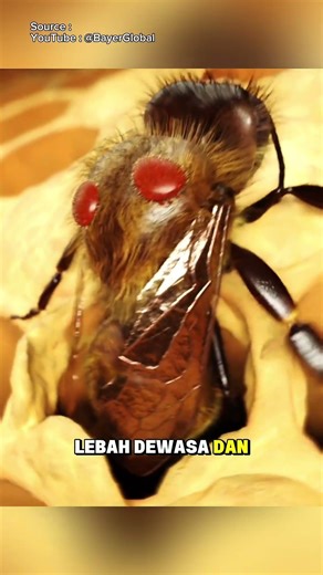 EASY WAY TO CHECK FOR VARROA MITES IN BEES