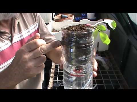 Making a Self Watering Pot from a Plastic Bottle
