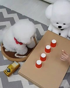 1.3M views · 55K reactions | Great Job @toto_ddung_ee | Cesar Millan | Facebook