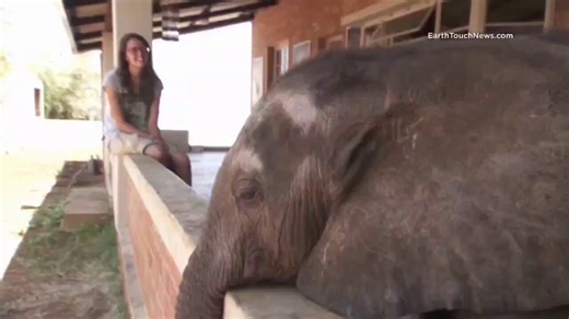 A baby elephant named Ellie was so depressed his rescuers thought he had days to live. They put a German Shepherd named Duma in his pen. Right away, Ellie started coming back to life.Elephants have a special kind of brain cell called von Economo neurons. They sit in the same parts of the brain humans use to feel empathy and pick up on other people’s emotions. Until 2009, scientists thought only humans, our closest ape relatives, and a few whale and dolphin species had them. Then researchers at M