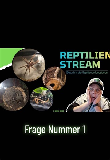 @Auffangstation-Reptilien Frage Nummer 1! 💚💚💚 #reptiles #terraristik #interview #contentcreator #fragenbeantworten