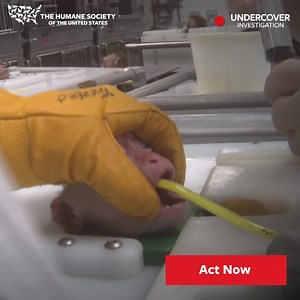 21K reactions · 2.3K shares | More than 50 million dogs, cats,...