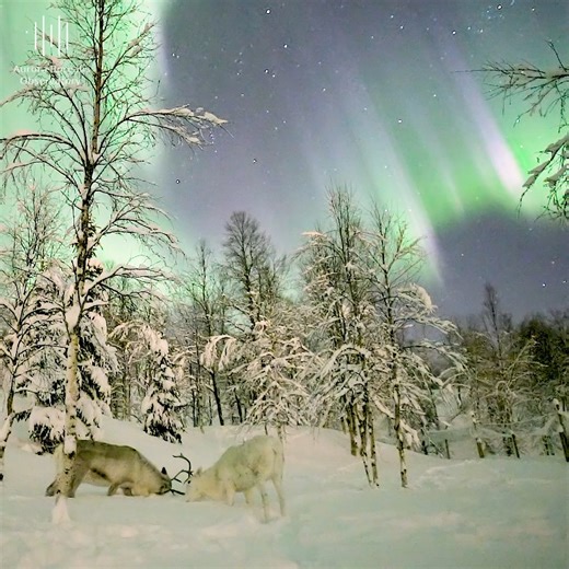 The Battle | Aurora Borealis Observatory