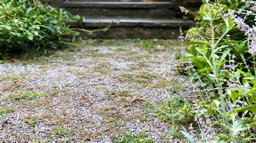 The 2 ingredient hack that'll make stubborn gravel weeds disappear & it's quick
