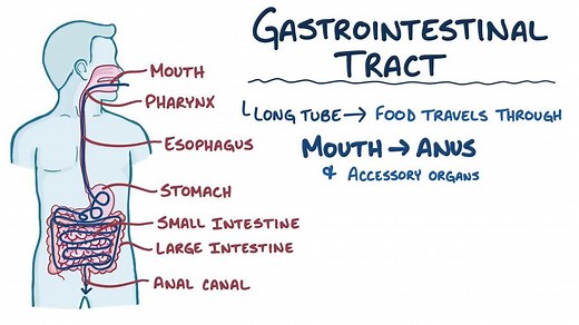 Video: Gastrointestinal system anatomy and physiology - Video Explanation! | Osmosis | Osmosis