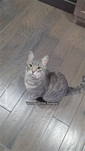 How My Tabby Cat Gets Her Way 😹 #cat #catshorts