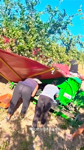 China’s Amazing Fruit-Harvesting Machine! #youtubeshorts #facts #tarndeng