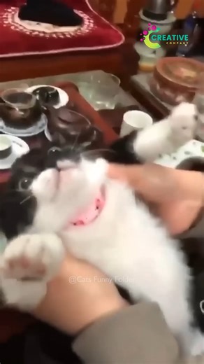 218K views · 3.8K reactions | You’re stuck in the laundry basket? | Creative Company | Facebook