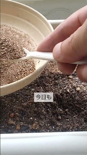 8/28【ニンジン】種まき 発芽の難しいニンジンもこの4つをすれば暑い秋でも確実に発芽します