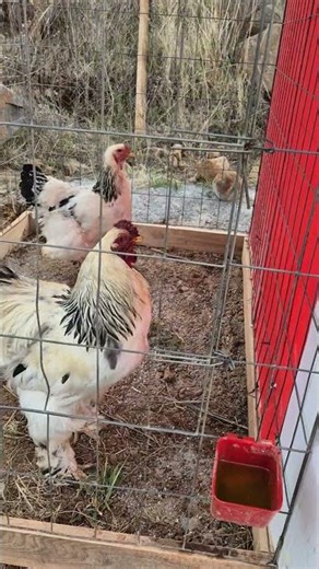 estamos arreglando sus corrales #pollitos #gallinas #granja #corrales #gallos