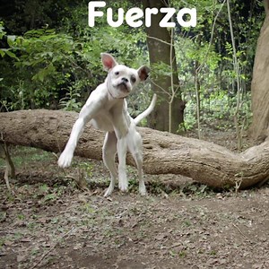 Con el nuevo Pedigree® con más carne tu perro tendrá músculos fuertes. | PEDIGREE México