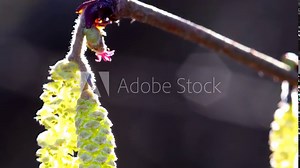 Hazelnut blossom in spring with macro of male and female flower