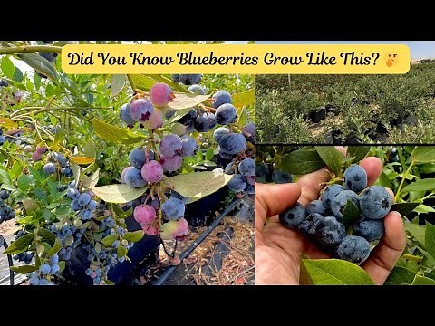 Massive Blueberry Farm ! Harvest Fresh Blueberries with me 🫐🍀