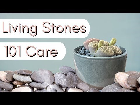 How to care for Lithops┃Living Stones 101
