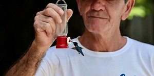 In Cuba, a haven for the world's tiniest bird