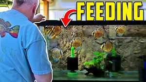 Master breeder Dean is back again giving us a tour of all his fish while feeding them their favorite foods. Check out his trident corydoras (CW038), sterbai corys, black ram cichlids, discus, and more! #AquariumCoop | Aquarium Co-Op