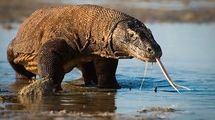 Planet Earth II: Season 1 Episode 1 Islands