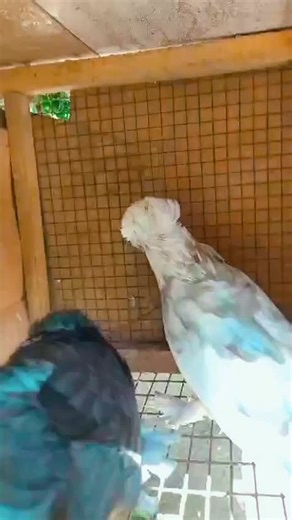 Fancy Pigeon on Instagram: "Fancy pigeon 🐦. #petslover #pigeon #viralvideos #pets #viralreels #racingpigeons #pigeonlove #highflying #viral #trendingreels #trend #trendingreels❤️ #pets"