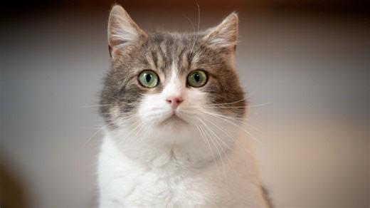 Cat owners don't know what to feed pets - as quiz reveals how much you know