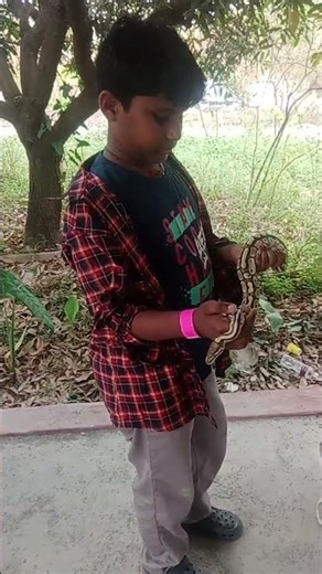 world smallest python snake