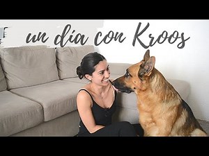 My German Shepherd's routine. A large dog inside a small house (with a yard).