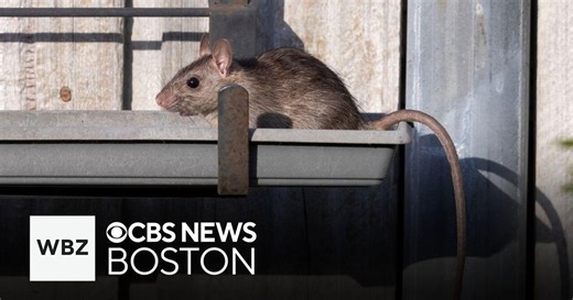 Boston aiming to curb rat problem and more top stories