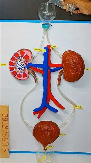 human kidney working model for science project exhibition - diy - new design biology | craftpiller