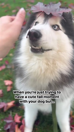 13K views · 487 reactions | Fall aesthetic: ruined in 0.3 seconds  #camphusky #DELTA #dogsofinstagram #huskies #siberianhusky #foryoupageシ #fypシ #dogoftheday #spookyseason #fallvibes #autumn | Camp Husky | Facebook