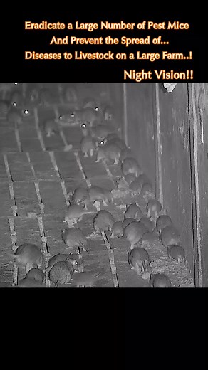 Best Night Vision Hunt: Rat Hunting and Shooting Techniques